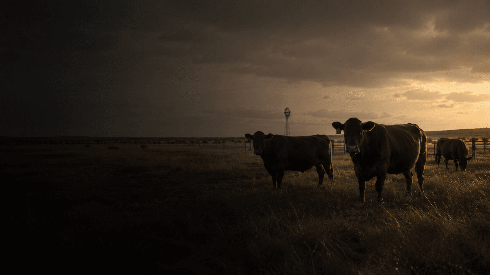 Black Wagyu cattle grazing in an open pasture at golden-hour sunset beside a windmill