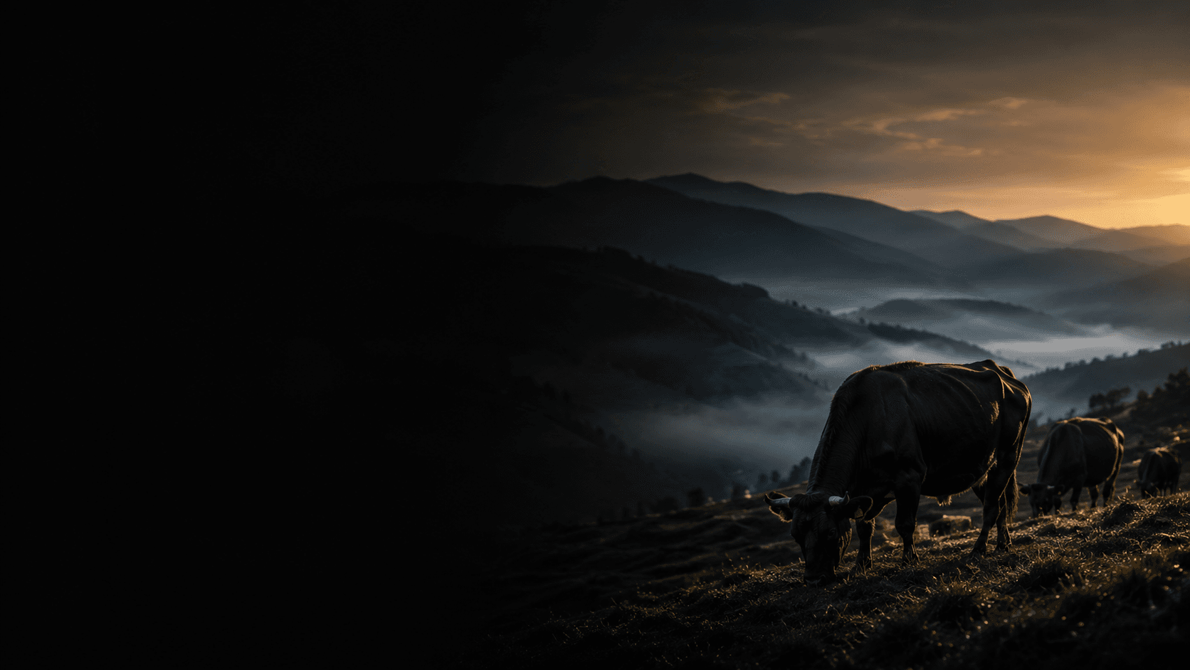 Kuroge Washu black cattle grazing on a misty terraced mountain hillside in rural Japan before dawn